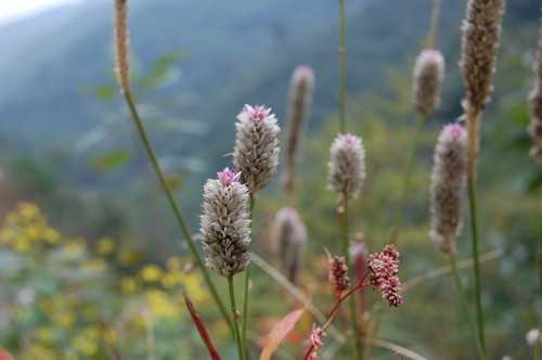 Photoshop为野花特写图片调制出清爽的阳光色