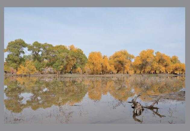 Photoshop将灰蒙蒙胡杨林图片调出清新亮丽效果教程