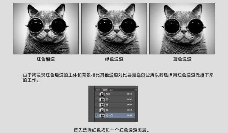 ps巧用通道抠图完美抠出一张戴着眼镜的猫咪图片教程