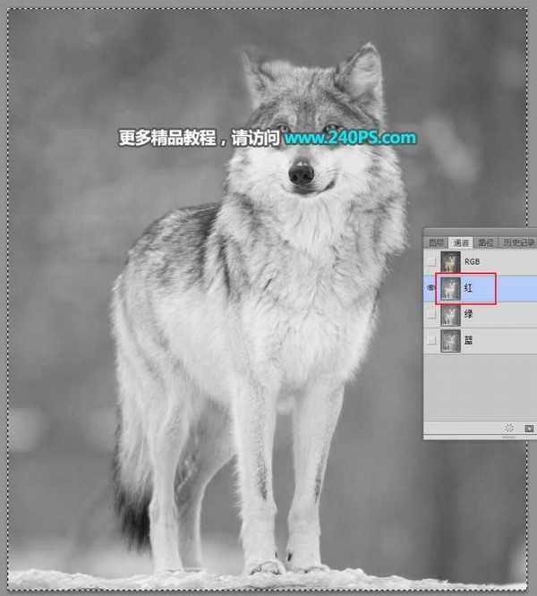 Photoshop巧用通道抠图快速完美抠出毛茸茸的雪中灰狼教程